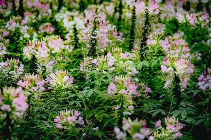 潜江春季有哪些赏花的地方推荐 潜江春季有哪些赏花的地方推荐
