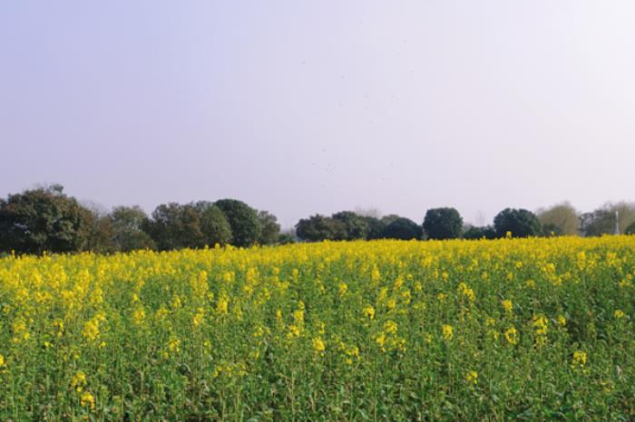 潜江春季有哪些赏花的地方推荐 潜江春季有哪些赏花的地方推荐