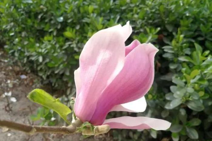 颐和园春季有哪些花看 颐和园春季有哪些花看