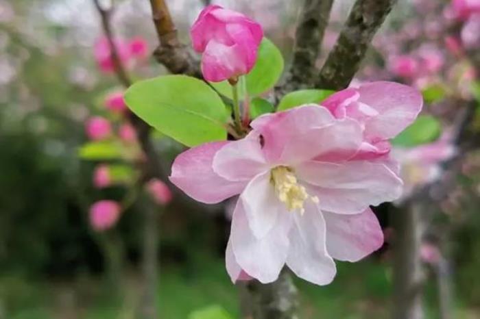 颐和园春季有哪些花看 颐和园春季有哪些花看