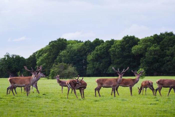 大丰中华麋鹿园景区在哪里 怎么去 大丰中华麋鹿园景区在哪里 怎么去