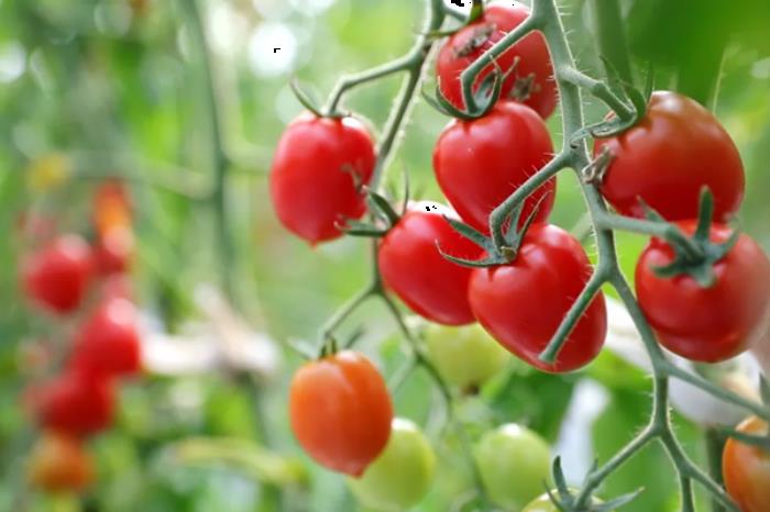 荣县有哪些采摘水果的地方推荐 荣县有哪些采摘水果的地方推荐