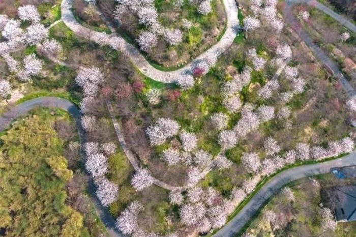 杭州樱花谷乐园樱花什么时候开 杭州樱花谷乐园樱花什么时候开