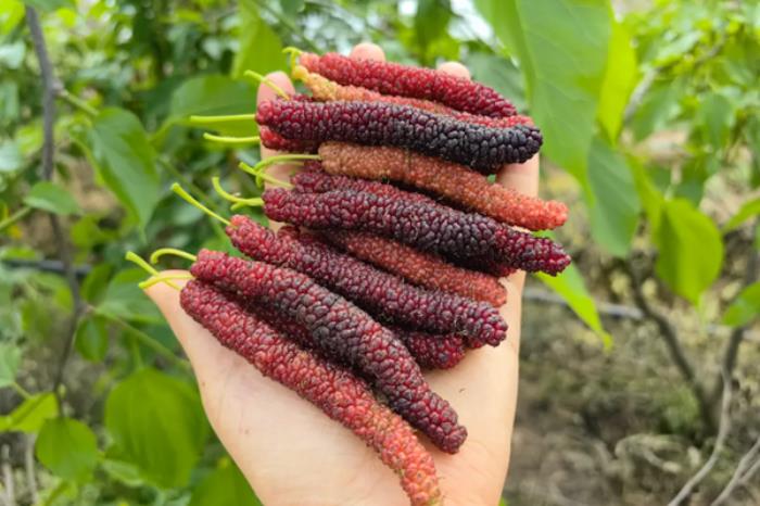 荣县有哪些采摘水果的地方推荐 荣县有哪些采摘水果的地方推荐