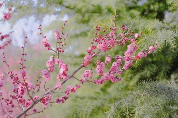 河南春季有哪些好玩的旅游线路值得打卡 河南春季有哪些好玩的旅游线路值得打卡