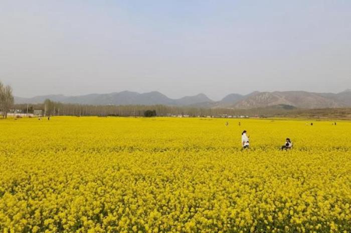 河南春季有哪些好玩的旅游线路值得打卡 河南春季有哪些好玩的旅游线路值得打卡