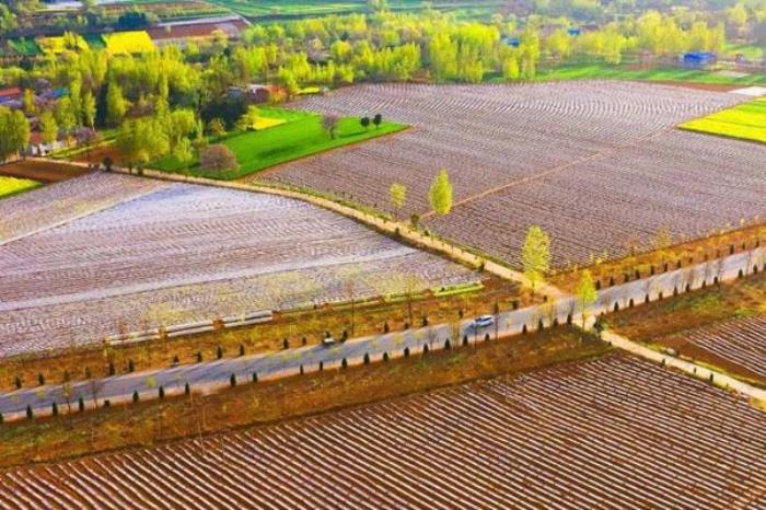 河南春季有哪些好玩的旅游线路值得打卡 河南春季有哪些好玩的旅游线路值得打卡