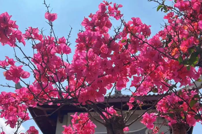 泉州有哪些适合春季游玩的地方推荐 泉州有哪些适合春季游玩的地方推荐