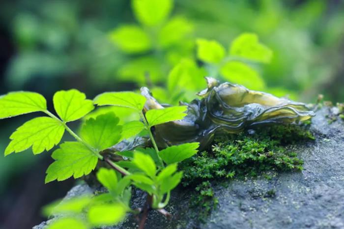 六安春季有哪些好吃的野菜