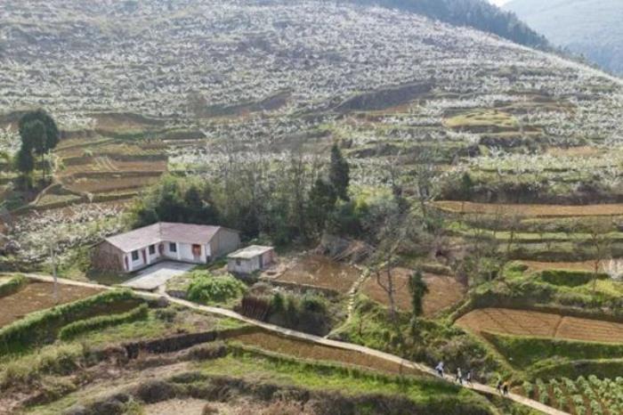 广安有哪些看李花地方推荐