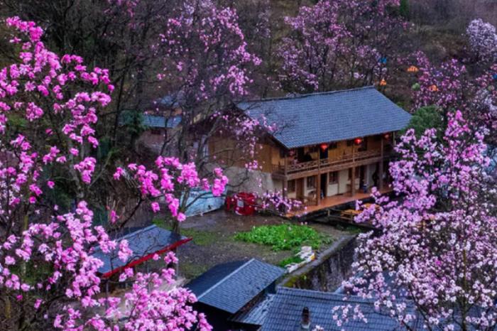 九皇山辛夷花什么时候开?几月份开? 九皇山辛夷花什么时候开?几月份开?