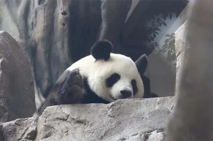 宁波野生动物园熊猫叫什么名字