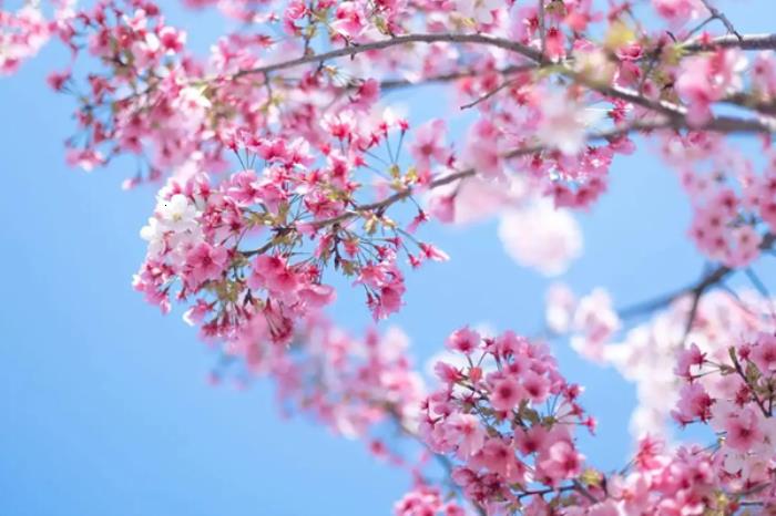 马鞍山市有哪些看樱花的地方推荐 马鞍山市有哪些看樱花的地方推荐