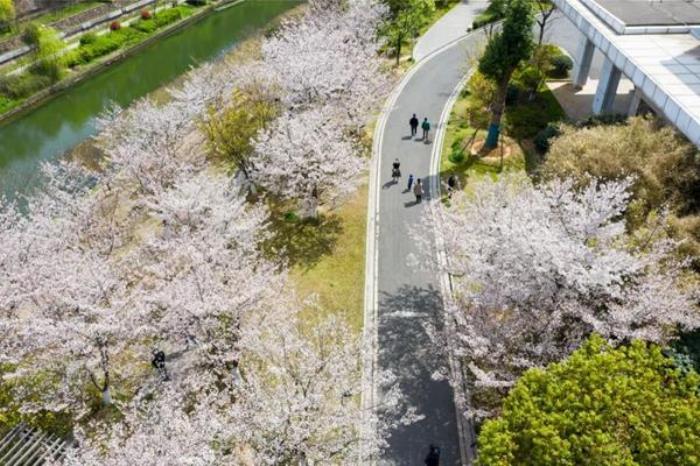 马鞍山市有哪些看樱花的地方推荐 马鞍山市有哪些看樱花的地方推荐