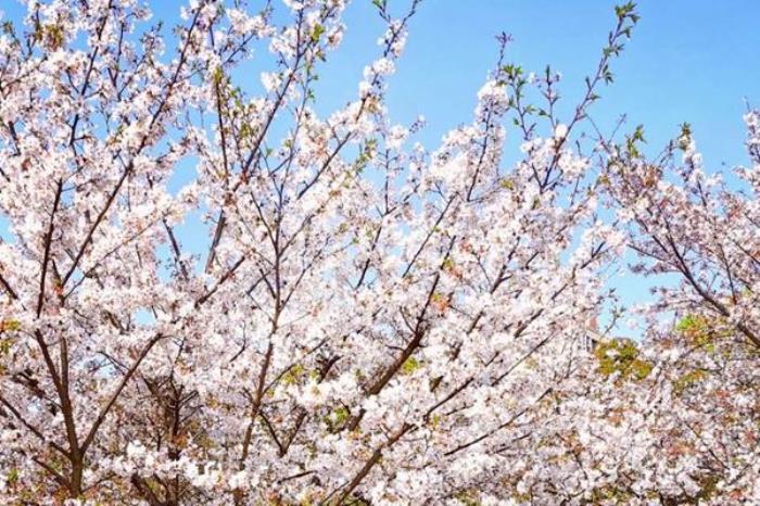马鞍山市有哪些看樱花的地方推荐 马鞍山市有哪些看樱花的地方推荐