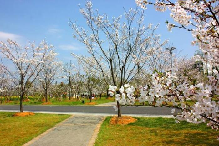 马鞍山市有哪些看樱花的地方推荐 马鞍山市有哪些看樱花的地方推荐