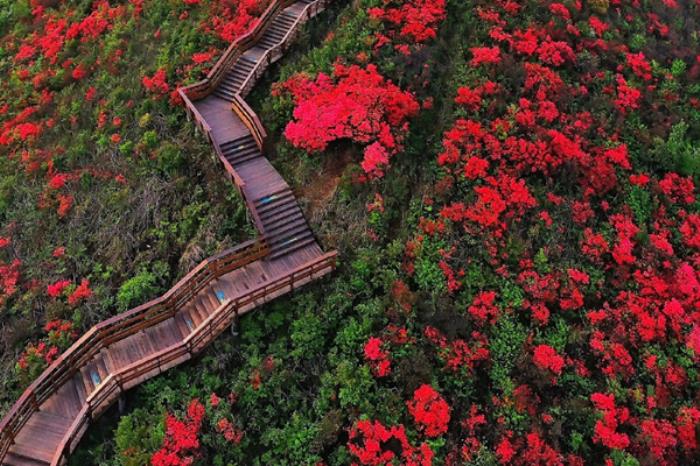 浙江看杜鹃花的地方有哪些 浙江看杜鹃花的地方有哪些