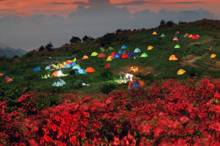 浙江看杜鹃花的地方有哪些 浙江看杜鹃花的地方有哪些