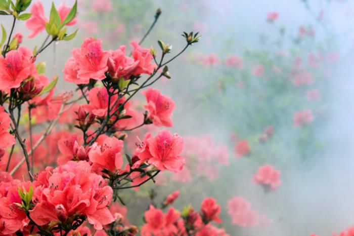 浙江看杜鹃花的地方有哪些 浙江看杜鹃花的地方有哪些