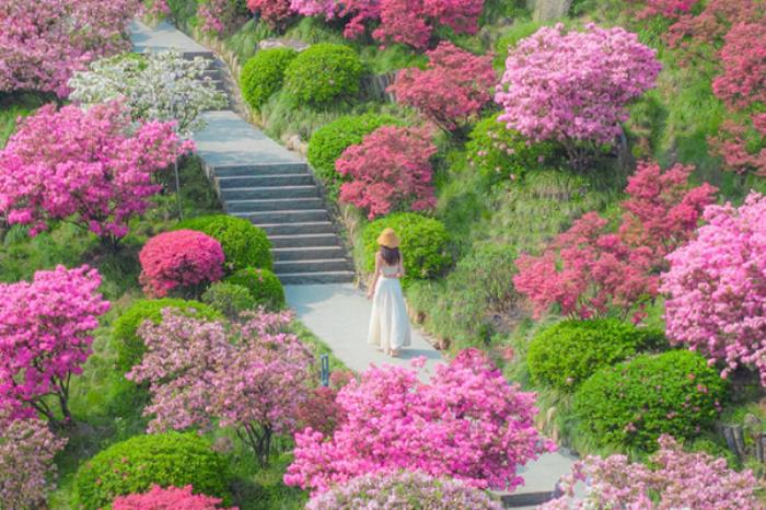 浙江看杜鹃花的地方有哪些 浙江看杜鹃花的地方有哪些