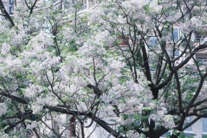 九龙滩滨江广场有什么好玩的 九龙滩滨江广场有什么好玩的