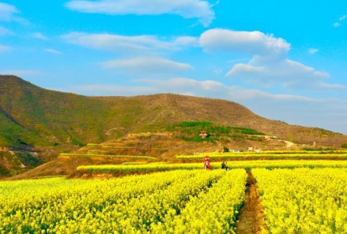 南京看油菜花最好的地方在哪里 南京看油菜花最好的地方在哪里