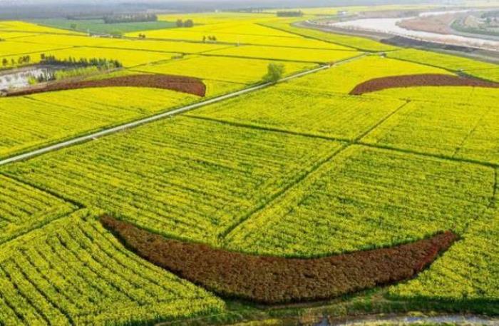 南京看油菜花最好的地方在哪里 南京看油菜花最好的地方在哪里