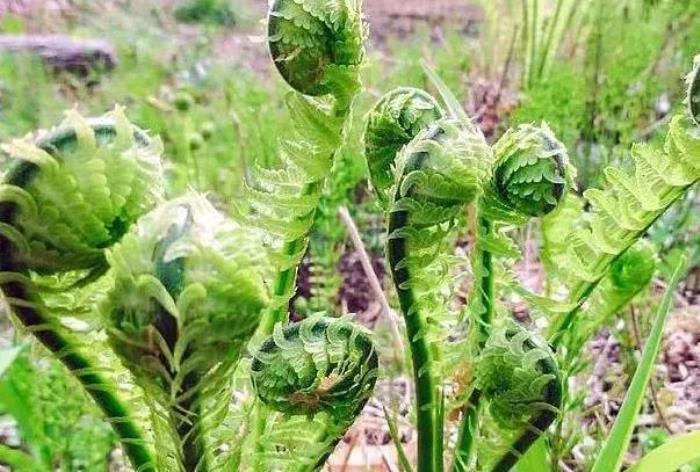 成都挖野菜的地方有哪些 成都挖野菜的地方有哪些