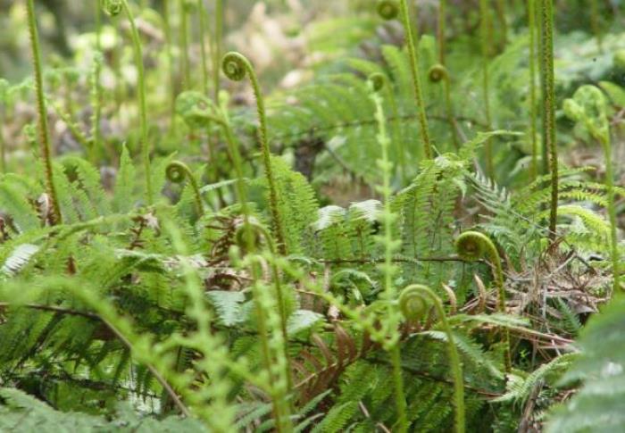 成都挖野菜的地方有哪些 成都挖野菜的地方有哪些