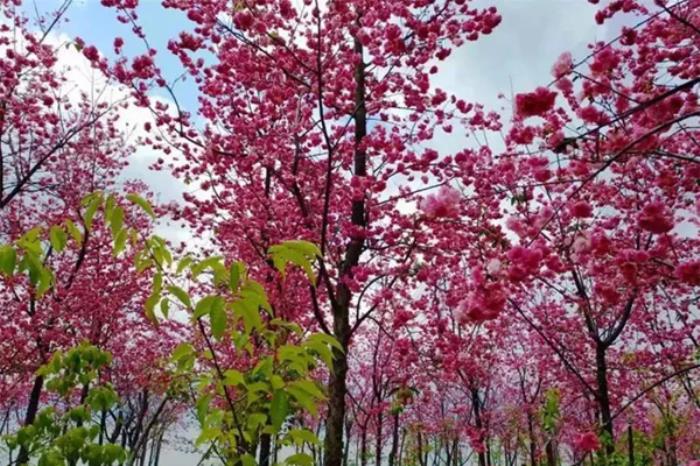 抚仙湖周边有哪些适合踏青赏春的地方 抚仙湖周边有哪些适合踏青赏春的地方