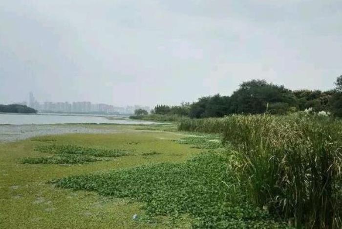 无锡哪里可以放风筝 无锡哪里可以放风筝