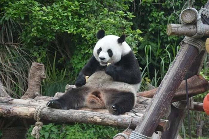 宁波野生动物园有熊猫吗 宁波野生动物园有熊猫吗