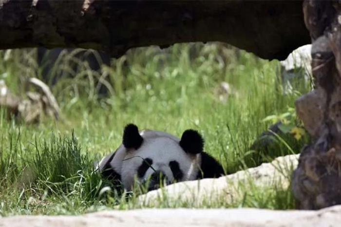 宁波野生动物园有熊猫吗 宁波野生动物园有熊猫吗
