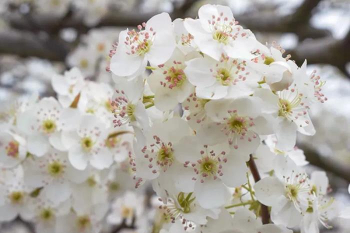 通海春季有哪些踏青赏花的好去处推荐 通海春季有哪些踏青赏花的好去处推荐