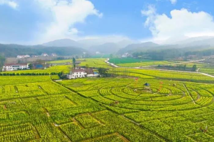 六安有哪些观赏油菜花的好去处 六安有哪些观赏油菜花的好去处