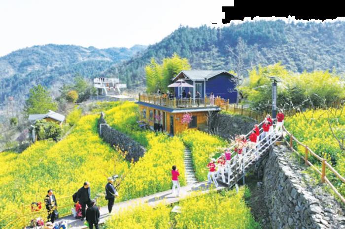 十堰张湾在哪些地方能看油菜花