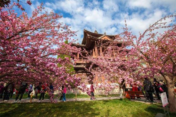 青龙寺樱花在哪个位置 哪个门 青龙寺樱花在哪个位置 哪个门