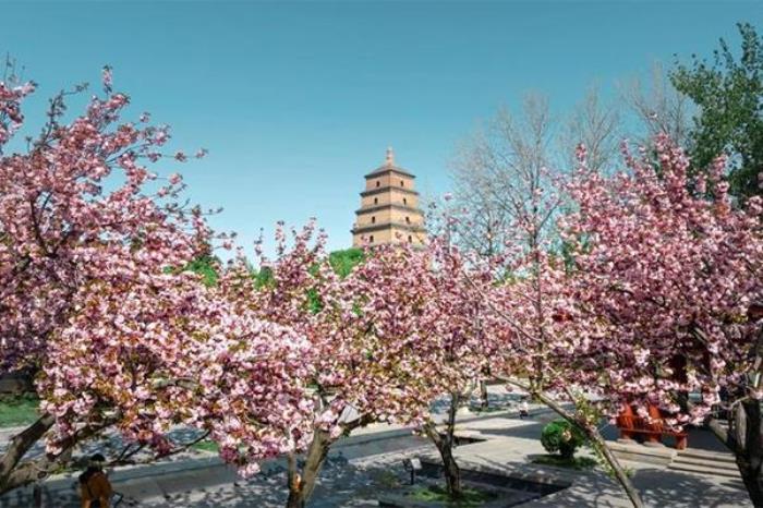 青龙寺樱花在哪个位置 哪个门 青龙寺樱花在哪个位置 哪个门