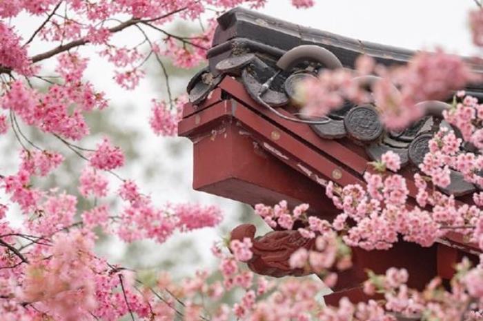 武汉有哪些必打卡的春季旅行线路推荐 武汉有哪些必打卡的春季旅行线路推荐