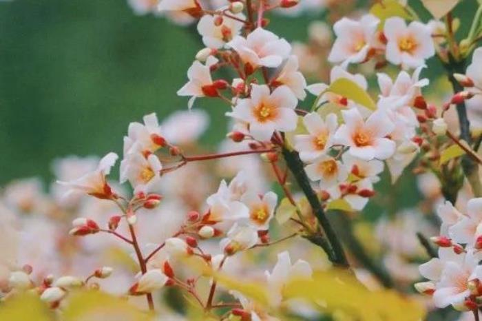 三堡乡油桐花园地址在哪? 三堡乡油桐花园地址在哪?