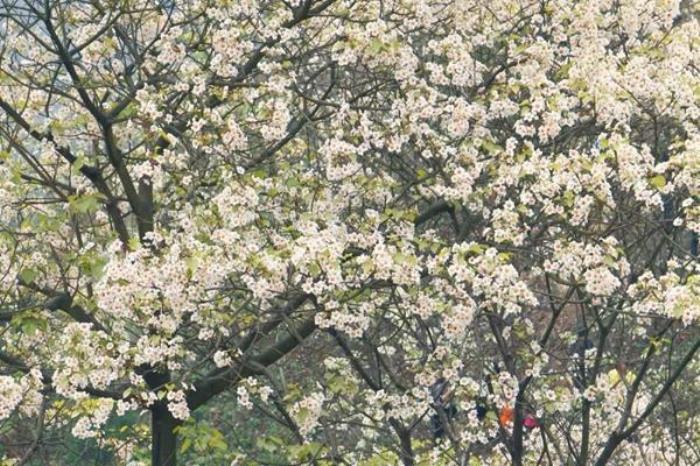三堡乡油桐花园地址在哪? 三堡乡油桐花园地址在哪?