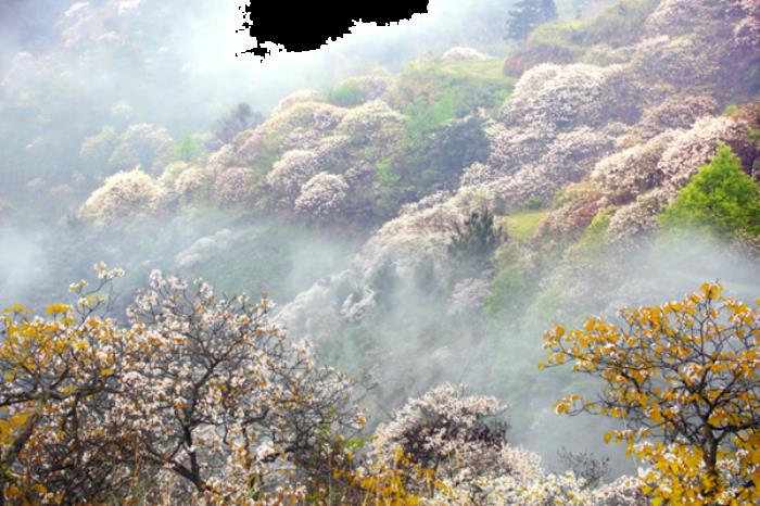 三堡乡油桐花什么候开 三堡乡油桐花什么候开