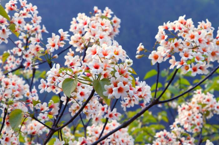 三堡乡油桐花什么候开 三堡乡油桐花什么候开