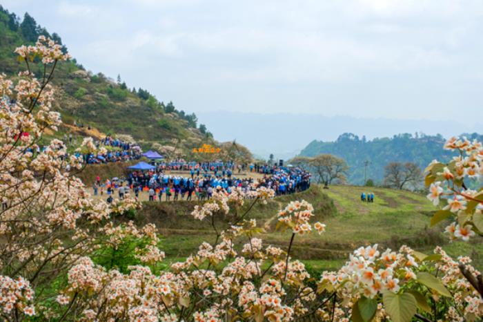 三堡乡油桐花什么候开 三堡乡油桐花什么候开
