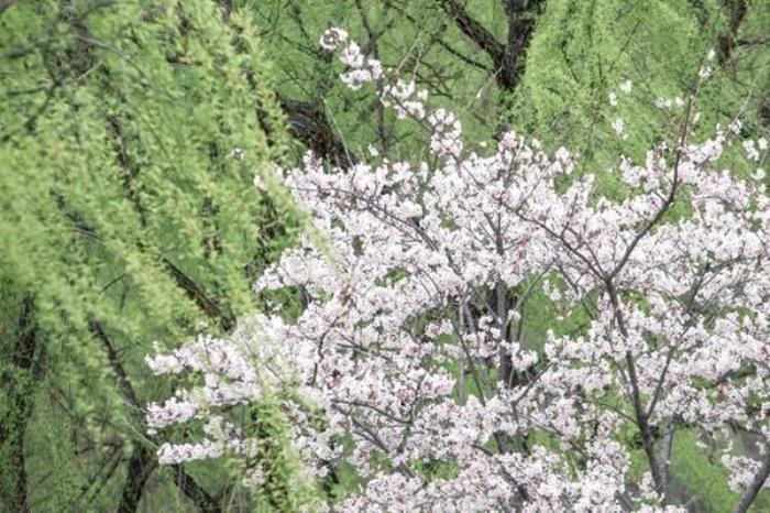 潭溪山春季有哪些花看 潭溪山春季有哪些花看