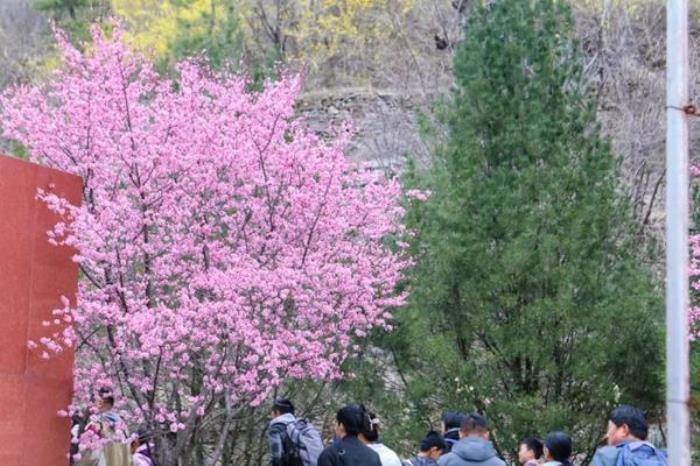 潭溪山春季有哪些花看 潭溪山春季有哪些花看