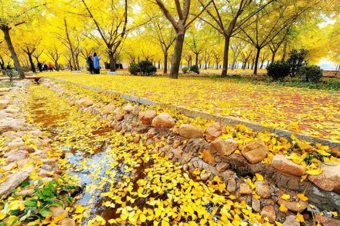 沂河春季有哪些好玩的地方推荐 沂河春季有哪些好玩的地方推荐