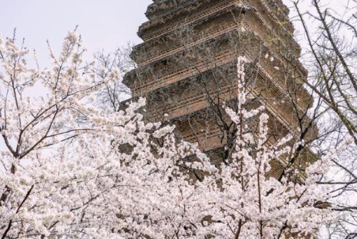 西安看樱花的地方哪些 西安看樱花的地方哪些