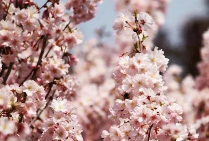 西安看樱花的地方哪些 西安看樱花的地方哪些