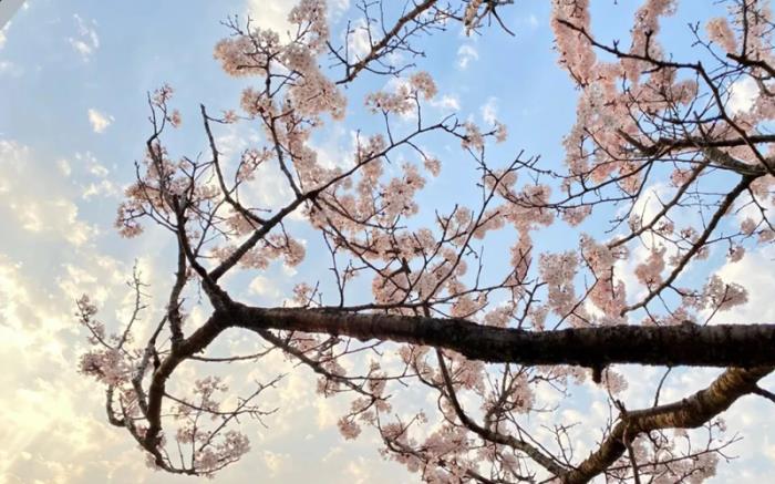 九宫山春季有哪些特色玩法 九宫山春季有哪些特色玩法